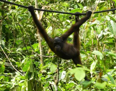 Nouvelles espèces d&#39;orangs-outans découvertes à Sumatra