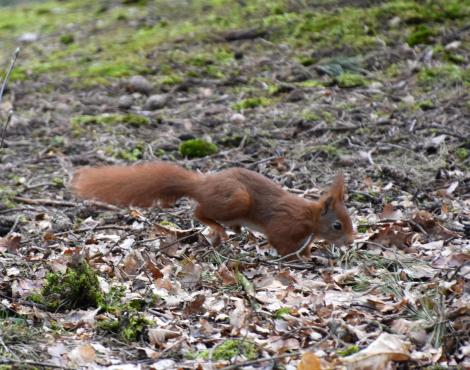 Pourquoi les écureuils roux sont-ils si menacés au Royaume-Uni?