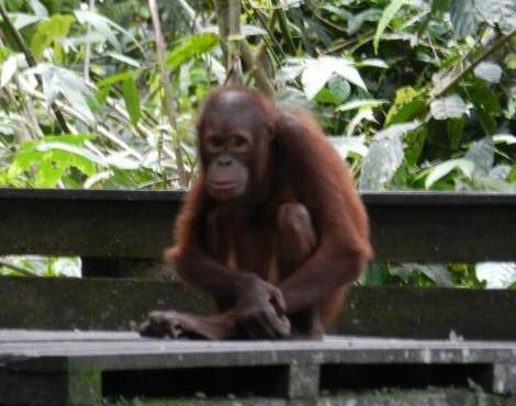 orangutano varpos