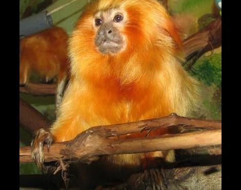 Lion D Or Tamarin Leontopithecus Rosalia Animaux Zooz Wiki