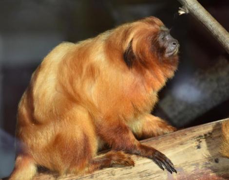 Lion D Or Tamarin Leontopithecus Rosalia Animaux Zooz Wiki