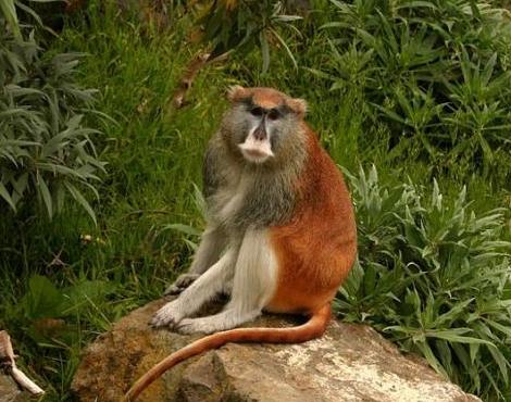 patas macaco erythrocebus zooz wiki zoozwiki