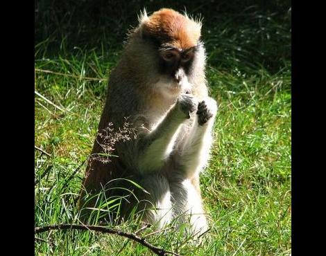 patas mono macaco zooz erythrocebus singe volution zoozwiki