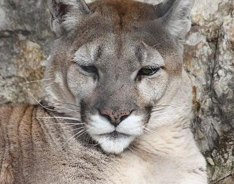 Puma (Felis Concolor) - Animaux - Zooz Wiki